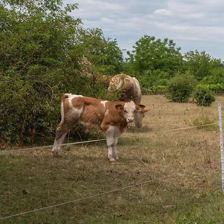 Apartament Safranyliget Vendeghaz Hollad